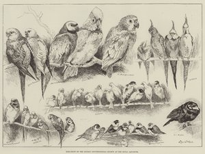 王立水族館でのロンドン鳥類学会のバードショー 作： Louis Wain